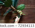 A man is pruning an Indian rubber tree. Indian rubber trees obtained by propagating by graft. Rubber plant propagation 72934113
