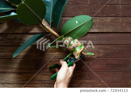 A man is pruning an Indian rubber tree. Indian rubber trees obtained by propagating by graft. Rubber plant propagation 72934113