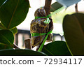 Indian rubber tree roots Derived from the propagation by graft. Rubber plant propagation 72934117