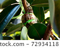Indian rubber tree roots Derived from the propagation by graft. Rubber plant propagation 72934118