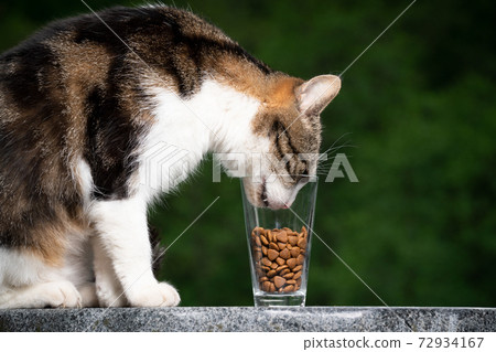 cat trying to reach snacks in glass cat trying to reach snacks in glass 72934167