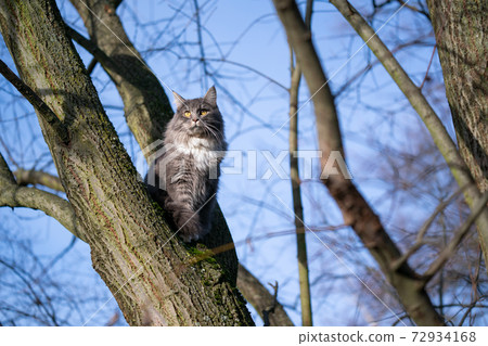 cat sitting on bare tree observing 72934168