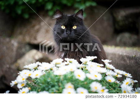 black longhair cat with white flowers black longhair cat with white flowers 72934180