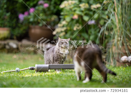 two cats are curious about lawn water sprinkler two cats are curious about lawn water sprinkler 72934181