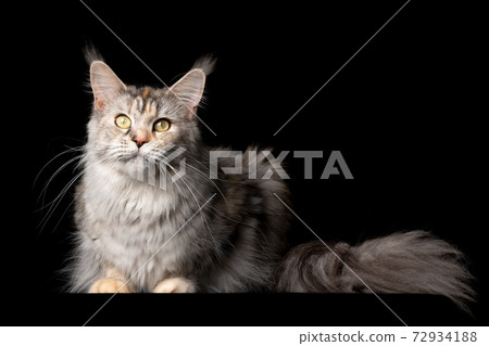 beautiful maine coon cat studio portrait on black background 72934188