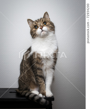 cat tilting head with dilated pupils 72934200