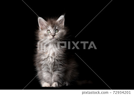 cute maine coon kitten sitting on black background 72934201