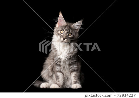 curious maine coon kitten sitting on black background 72934227