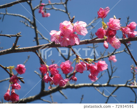Japan's earliest blooming cherry blossom festival in Motobu Town, Okinawa Prefecture Japan's earliest blooming cherry blossom festival in Motobu Town, Okinawa Prefecture 72934591