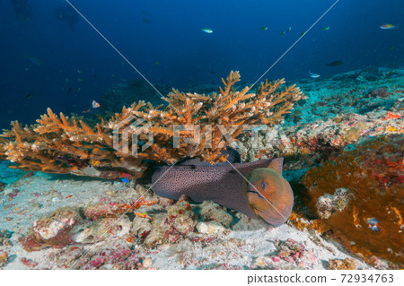 Giant moray (Similan Islands, Kingdom of Thailand) lurking under the coral (Yakkomidoriishi) 72934763