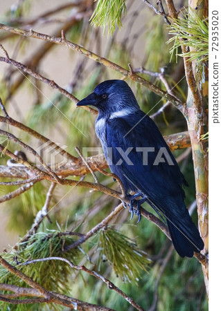 A black Raven sits on a coniferous tree. Close-up of a mystical bird. A black Raven sits on a coniferous tree. Close-up of a mystical bird. 72935020
