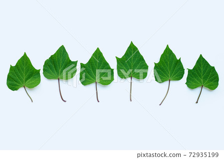 Sweet potato leaves on white background. Sweet potato leaves on white background. 72935199