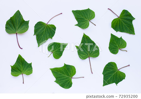 Sweet potato leaves on white background. Sweet potato leaves on white background. 72935200