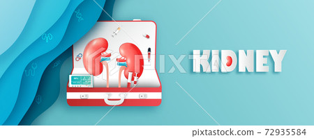 background, kidney, vector 72935584