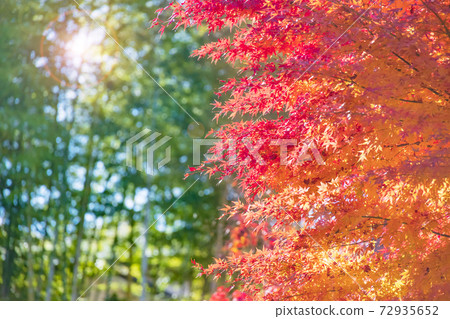 Autumn leaves bathed in the sunlight 72935652