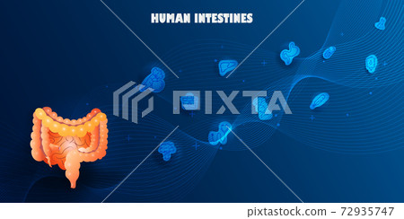 anatomy, bowel, intestine 72935747