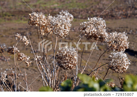 凋謝的繡球花 72935807