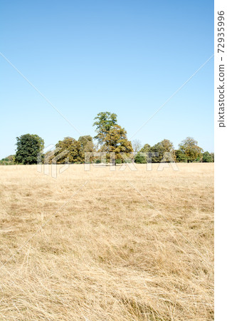 A dry hay under the bright blue sky at Osterley Park on the outskirts of London A dry hay under the bright blue sky at Osterley Park on the outskirts of London 72935996