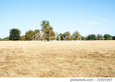 A dry hay under the bright blue sky at Osterley Park on the outskirts of London A dry hay under the bright blue sky at Osterley Park on the outskirts of London 72935997