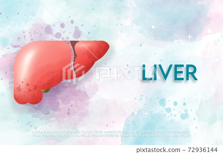 liver, medical, organ 72936144