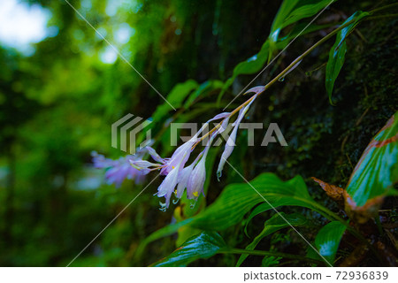 雨後的野花 72936839