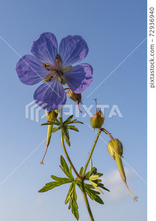 Purple Geranium Cranesbill 72936940