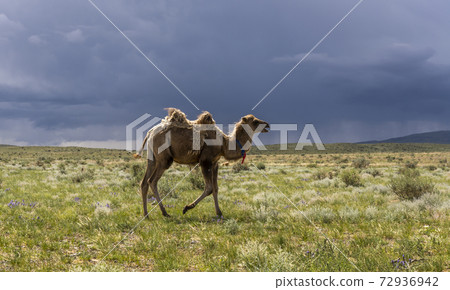 Running Camel on Steppe Mongolia Running Camel on Steppe Mongolia 72936942