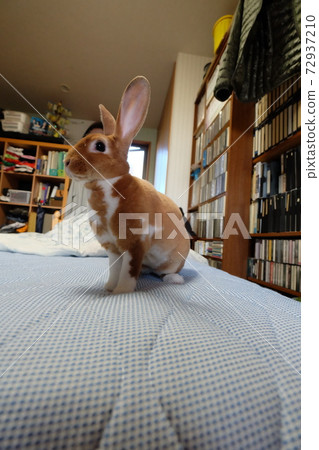 迷你萊基斯孩子躺在床上玩 迷你萊基斯孩子躺在床上玩 72937210