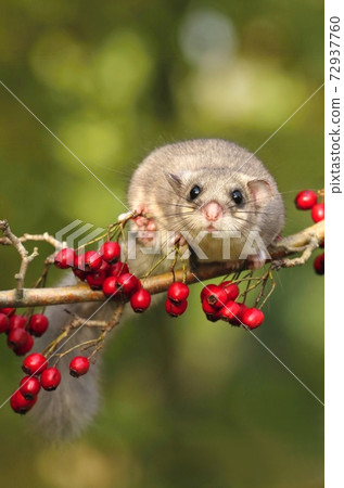 Fat dormouse Glis glis on branch of hawthorn Fat dormouse Glis glis on branch of hawthorn 72937760