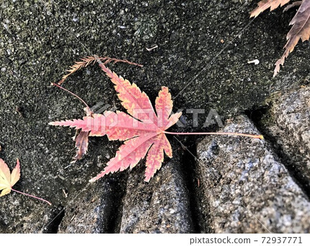 Footprints of autumn leaves Footprints of autumn leaves 72937771