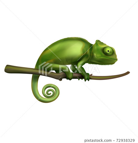 Chameleon Realistic Image 72938329