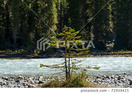 Close-up one small young pine tree growing by the riverbank in a sunny summer day. A concept of grow up and environment. 72939415