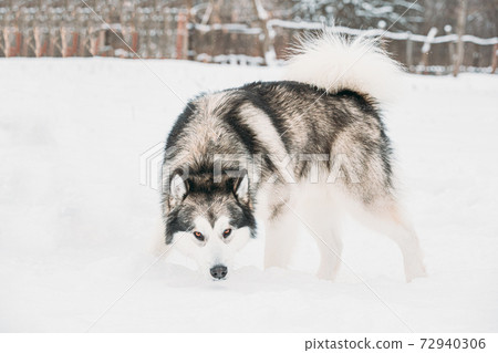 Alaskan Malamute Sniffing Snow Outdoor. Winter Season 72940306