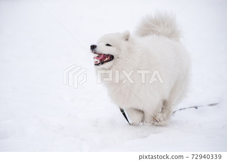 Samoyed white dog is running on snow outside 72940339