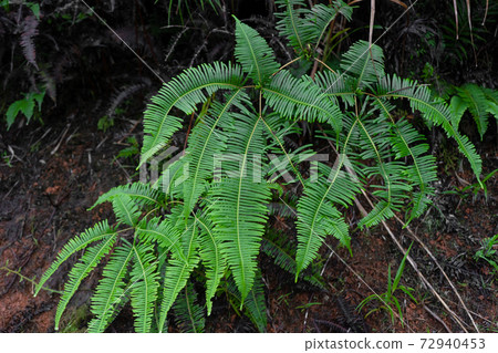 Large green leaves of plants in the jungle Large green leaves of plants in the jungle 72940453