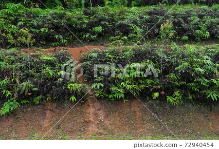 Large green leaves of plants in the jungle Large green leaves of plants in the jungle 72940454