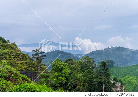 Green tea plantations in the hills in the highlands. The best tea grows in humid, foggy climates high in the mountains Green tea plantations in the hills in the highlands. The best tea grows in humid, foggy climates high in the mountains 72940455