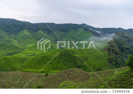 Green tea plantations in the hills in the highlands. The best tea grows in humid, foggy climates high in the mountains Green tea plantations in the hills in the highlands. The best tea grows in humid, foggy climates high in the mountains 72940456