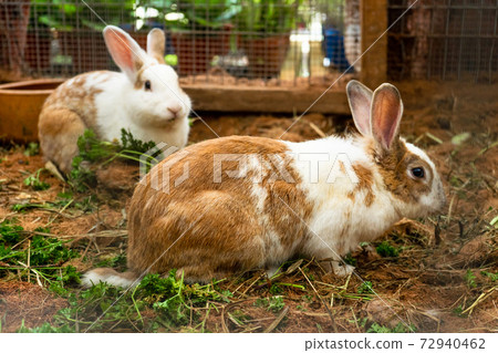 Cute spotted white-brown rabbits chewing grass on the farm Cute spotted white-brown rabbits chewing grass on the farm 72940462
