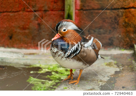 Mandarin duck or Aix galericulata at bird farm Mandarin duck or Aix galericulata at bird farm 72940463