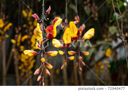 Tunberia beautiful perennial herbaceous climbing plants of Asia Tunberia beautiful perennial herbaceous climbing plants of Asia 72940477