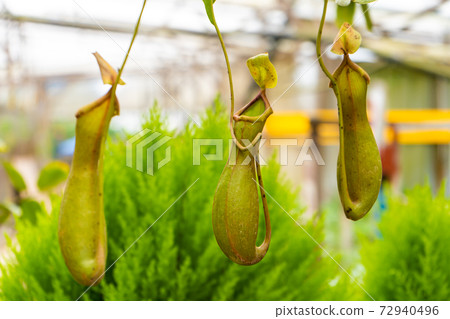 nepenthes smilesii plan in garden close up nepenthes smilesii plan in garden close up 72940496