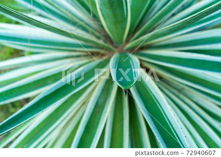 Agave leaf texture. View from above. Striped leaves of a tropical plant 72940607