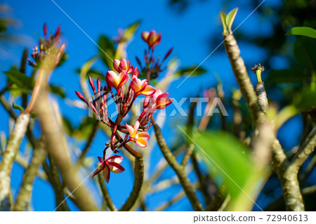Frangipani flowers growing on trees in the open air in the garden 72940613