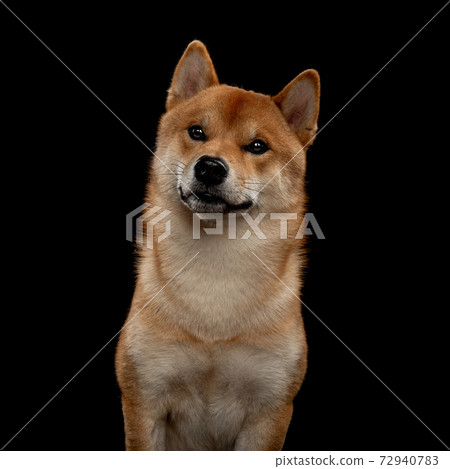 young red shiba inu boy 72940783