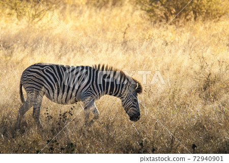 Common Zebra, South, Africa 72940901