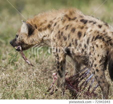 Hyena South Africa Hyena South Africa 72941043