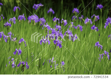 Japanese oysters 72941534