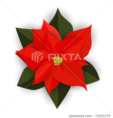 Red Christmas poinsettia flower isolated on white background. Vector Illustration Red Christmas poinsettia flower isolated on white background. Vector Illustration 72941570