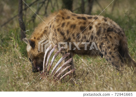 Hyena South Africa 72941665